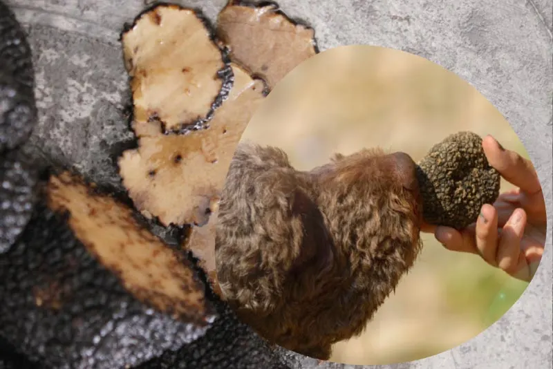 Truffle Hunting